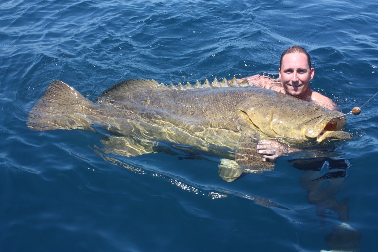 Рыба групер — самый крупный окунь в мире