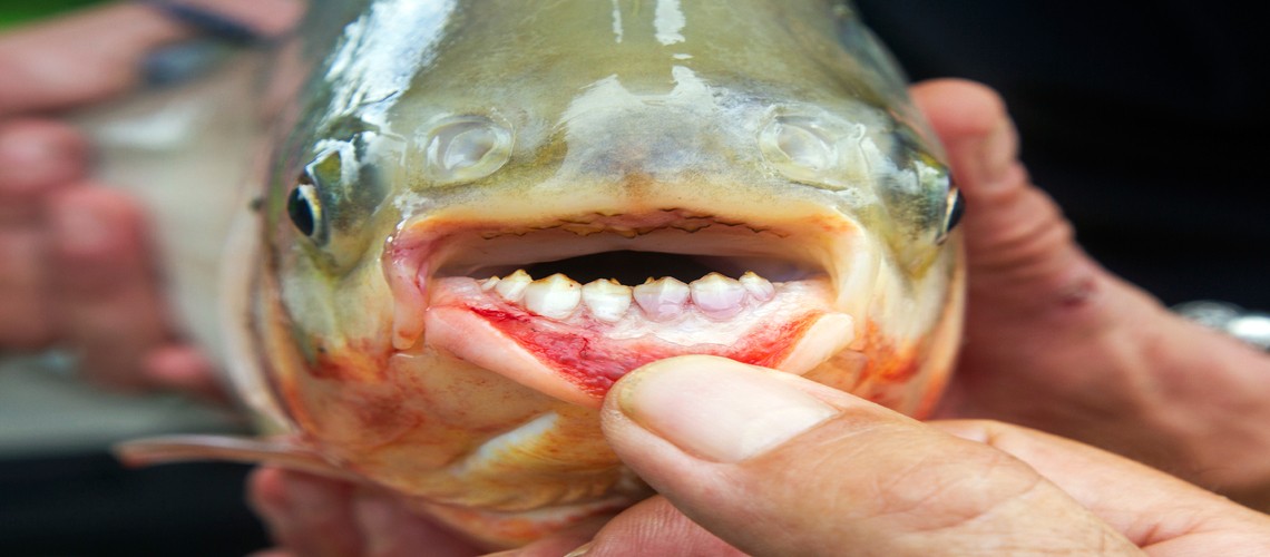 Рыба паку с человеческими зубами и губами
