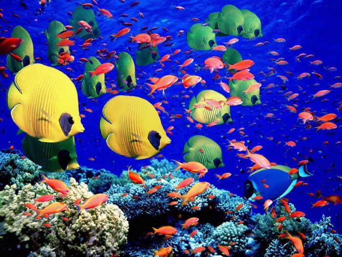 подводные обитатели удивительной красоты 