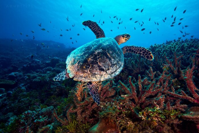 морская черепаха плавает в океане 