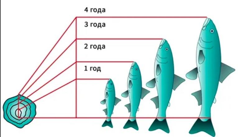 Чешуя поможет определить возраст рыбы — все очень просто
