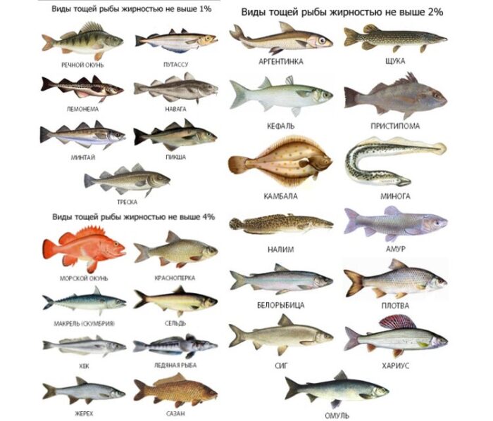 классификация рыбы по жирности 