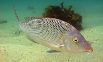 Рыбы красного моря: стоит ли боятся подводных жителей