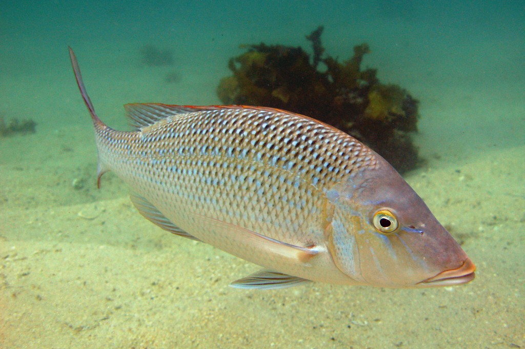 Рыбы красного моря: стоит ли боятся подводных жителей