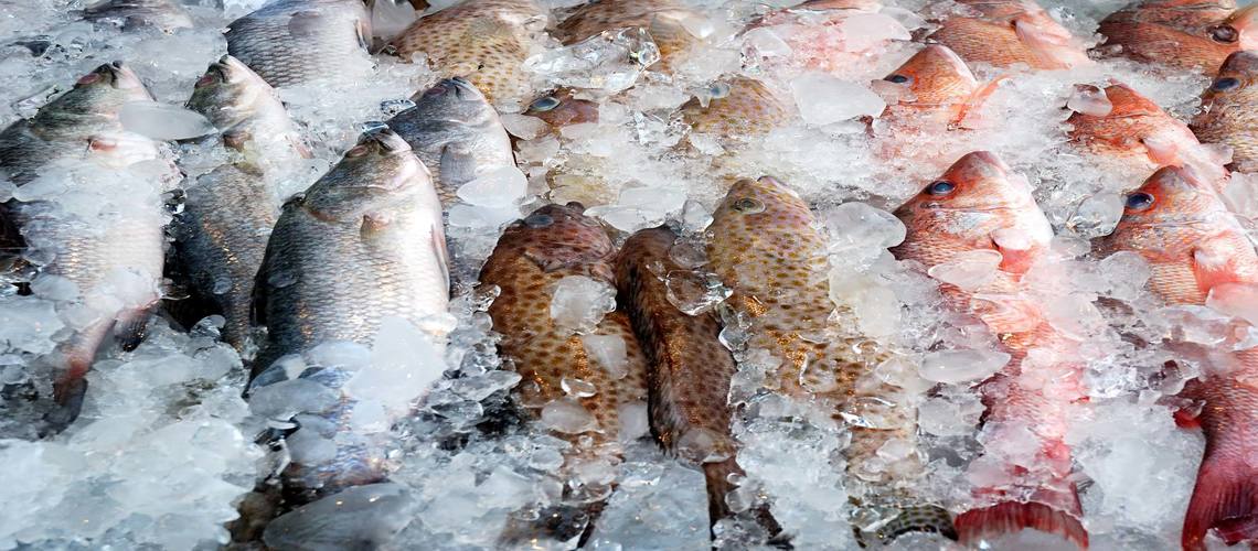 Рыбы северных морей: в чем секрет их популярности