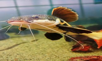 Плохие соседи: 5 рыбок, которые воспринимают коллег по аквариуму как вкусную закуску