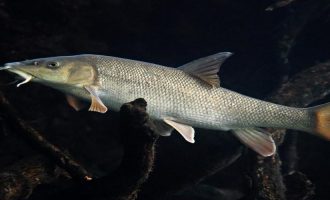 Рыба усач (мирон): где обитает, разновидности и рыбалка