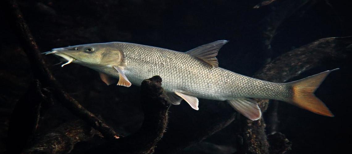Рыба усач (мирон): где обитает, разновидности и рыбалка