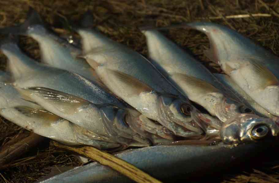 🚩 Стайная чехонь: среда обитания, полезные свойства, особенности рыбалки