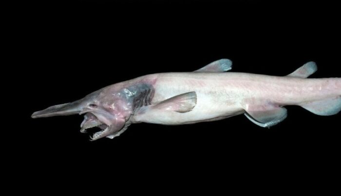 ужас подводного мира акула-гоблин 