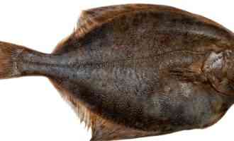 Удивительная рыба камбала: ее чешуя жестче наждачной бумаги