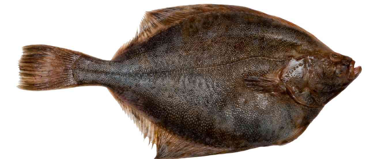 Удивительная рыба камбала: ее чешуя жестче наждачной бумаги