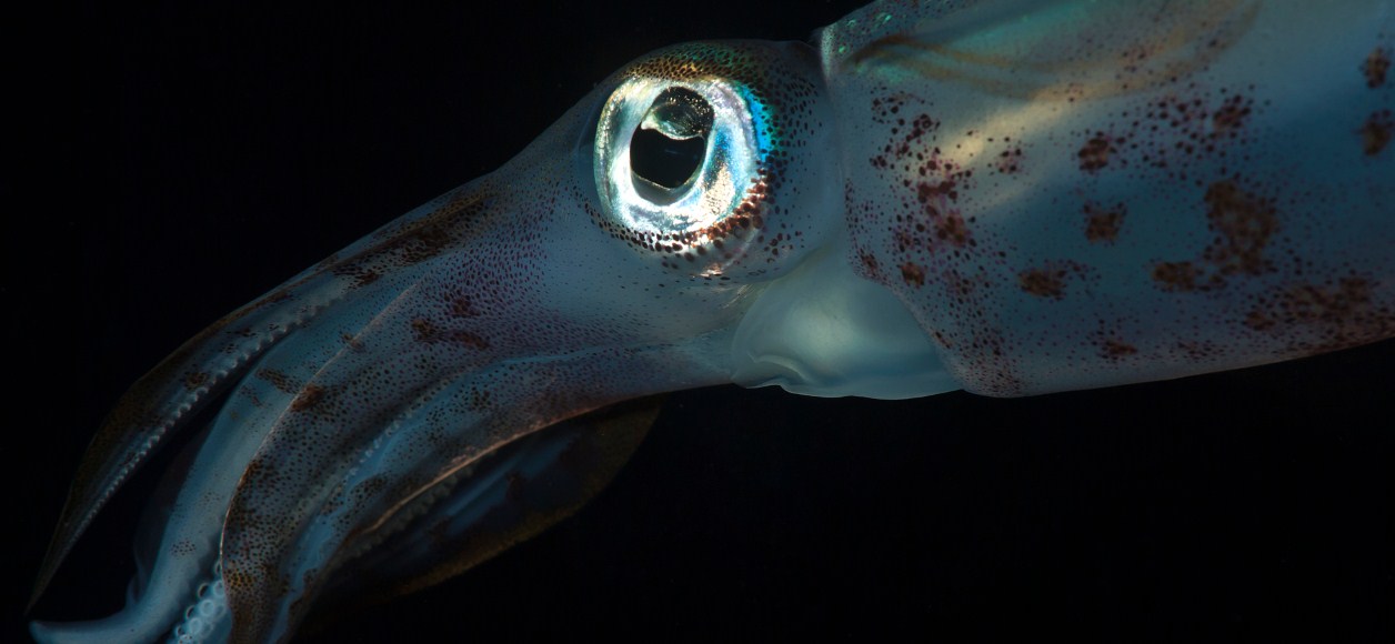 Три сердца вместо одного и глаза разного размера: 7 невероятных фактов о кальмарах