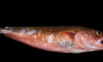 Красная треска и с чем ее едят: 7 интересных фактов о необычной рыбе