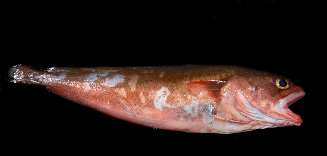 Розовая треска: что это за рыба? Фото и интересные факты