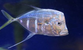 Прозрачная рыба, луна или вомер: что надо знать об океаническом обитателе