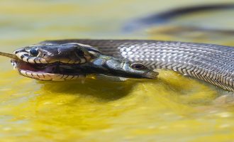 Змея каламохит — удивительный обитатель для домашнего аквариума