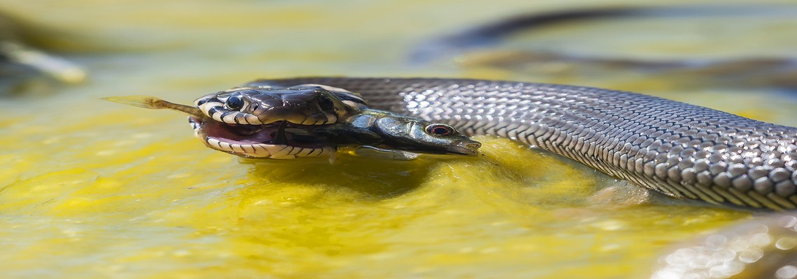 Змея каламохит — удивительный обитатель для домашнего аквариума