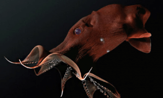 Адский вампир: кальмар-страшилище обитает на дне океана