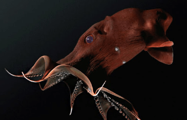 Адский вампир: кальмар-страшилище обитает на дне океана