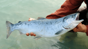 чилийский лосось достигает внушительных размеров