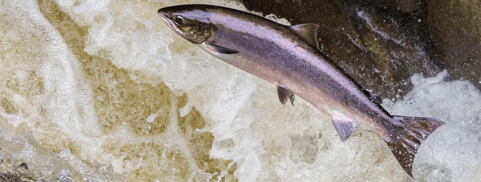 Купить или лучше не стоит: чем опасен дефростированный лосось