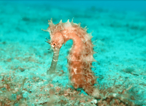 морской конек в читсой воде