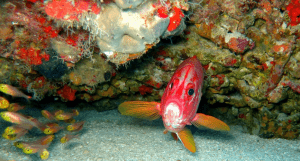 крупные рыбы белки плавают у дна