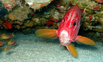 Рыба-белка может жить в аквариуме: узнайте, что надо сделать