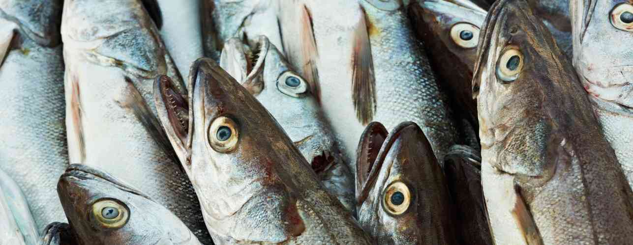 Черная треска и удивительные факты про необычную дикую рыбу