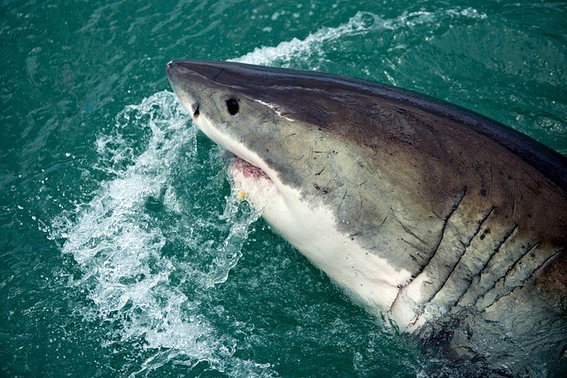 огромная акула является опасным хищником