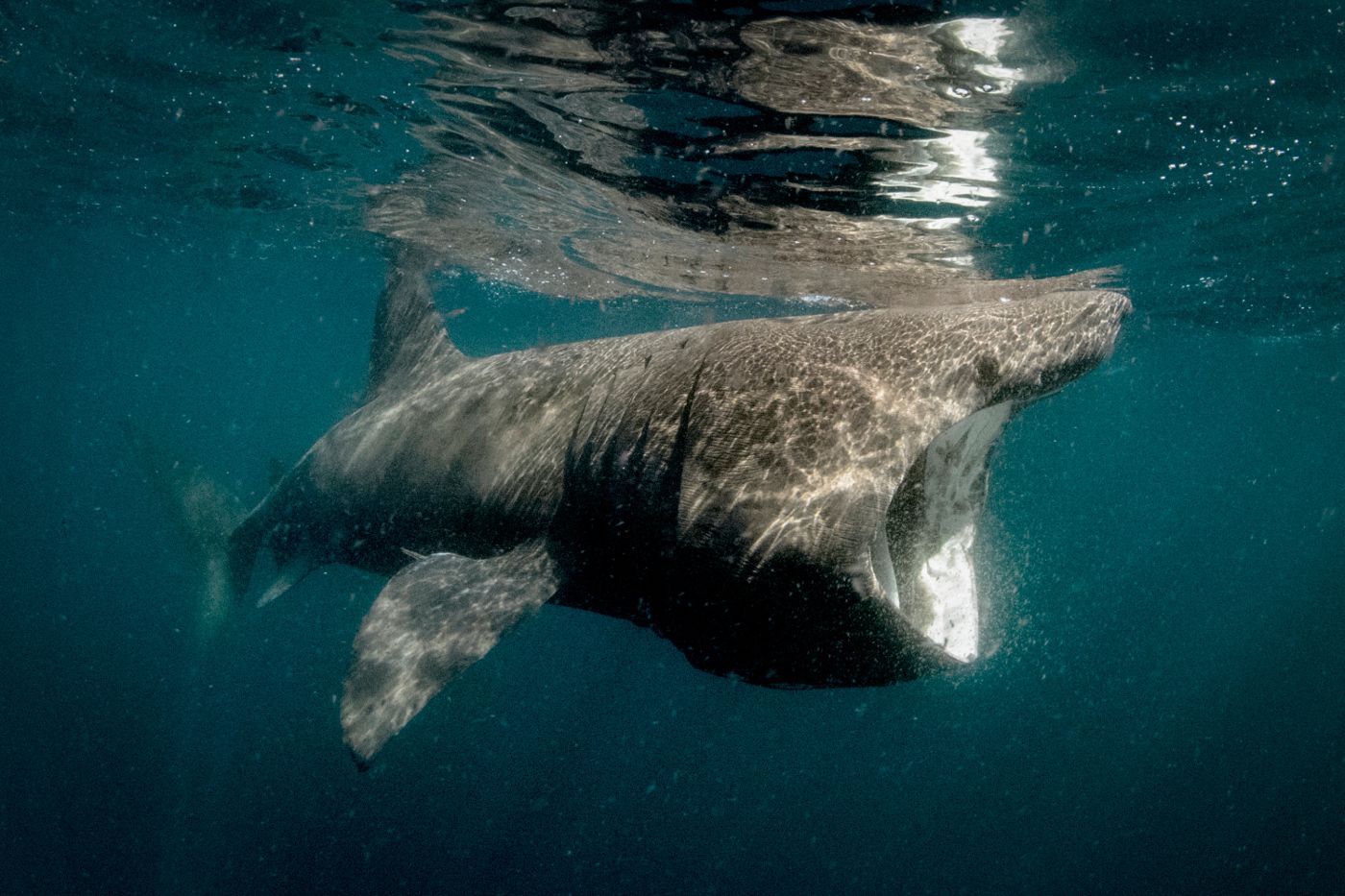 Гигантская исполинская акула