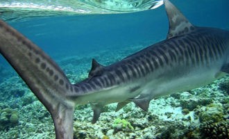 Большие и маленькие, добрые и злые: сравниваем акул разных видов
