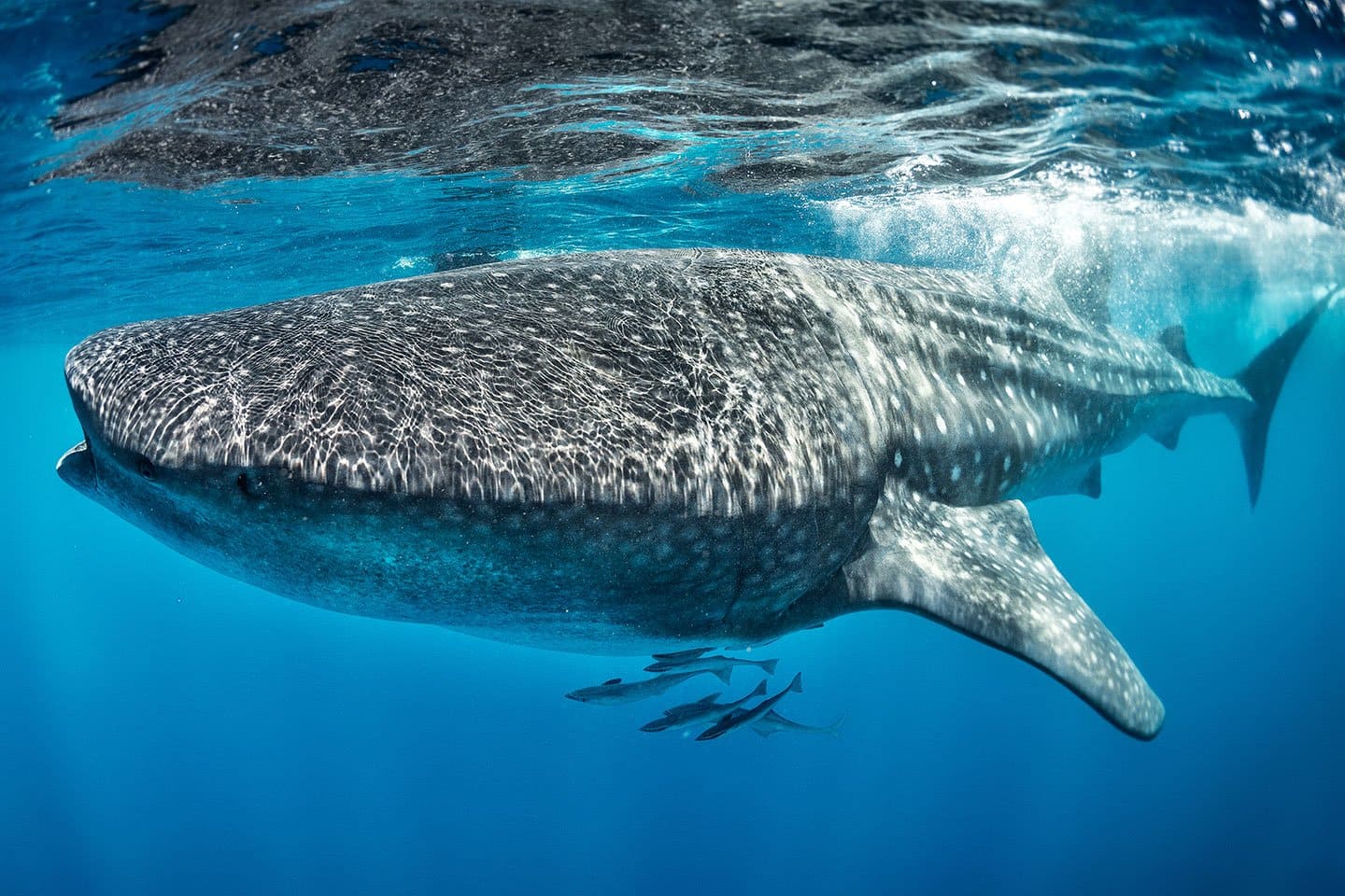 внешний вид китовой акулы