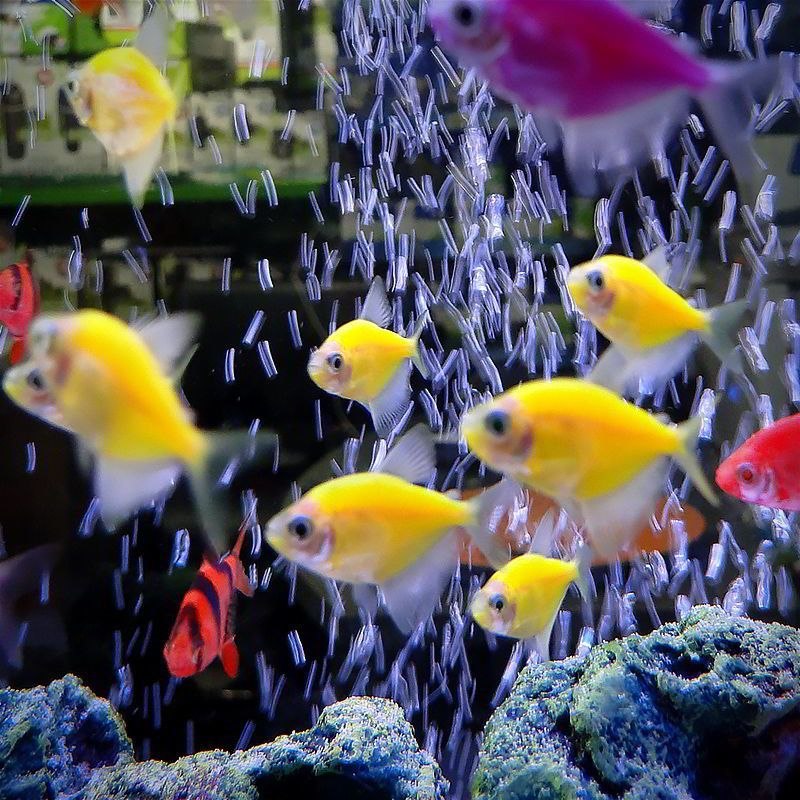 Аквариумные рыбки разноцветные маленькие фото и название