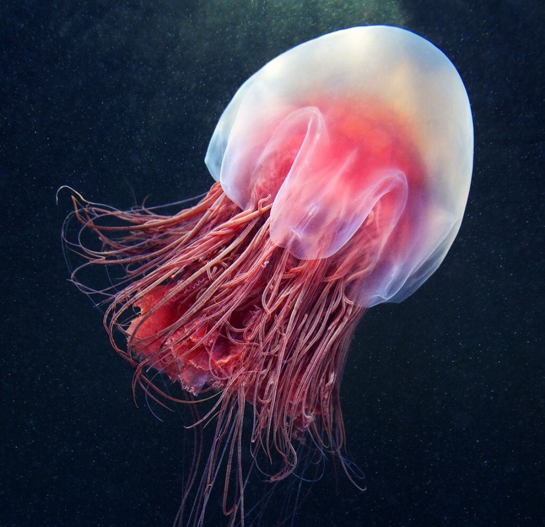 крупнейшая медуза цианея