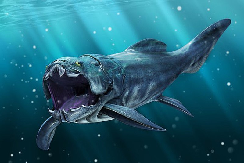«Бронированная» рыба дунклеостей: грозный хищник своей эпохи