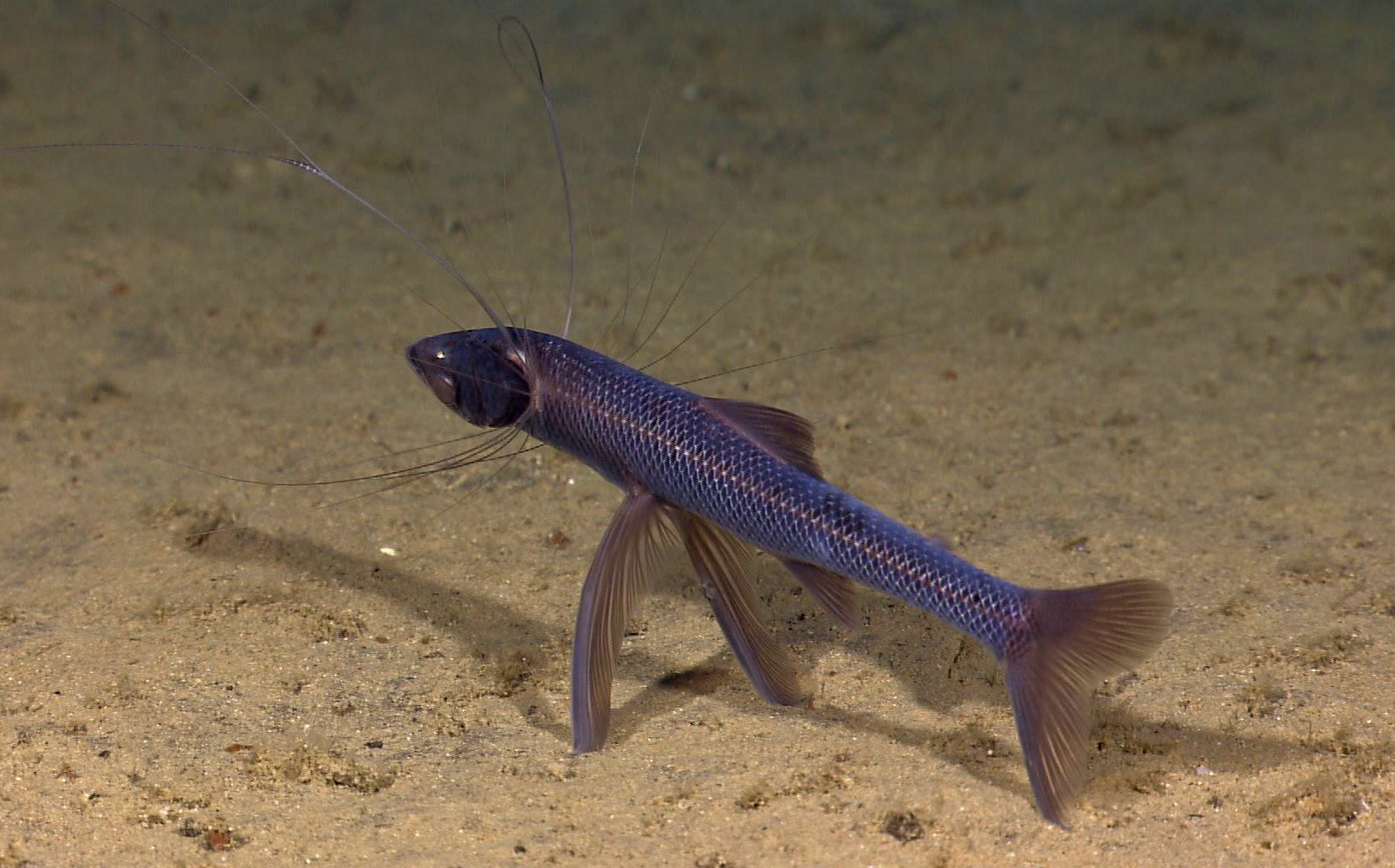 Рыба на трех ногах: что известно о необыкновенной глубоководной треноге