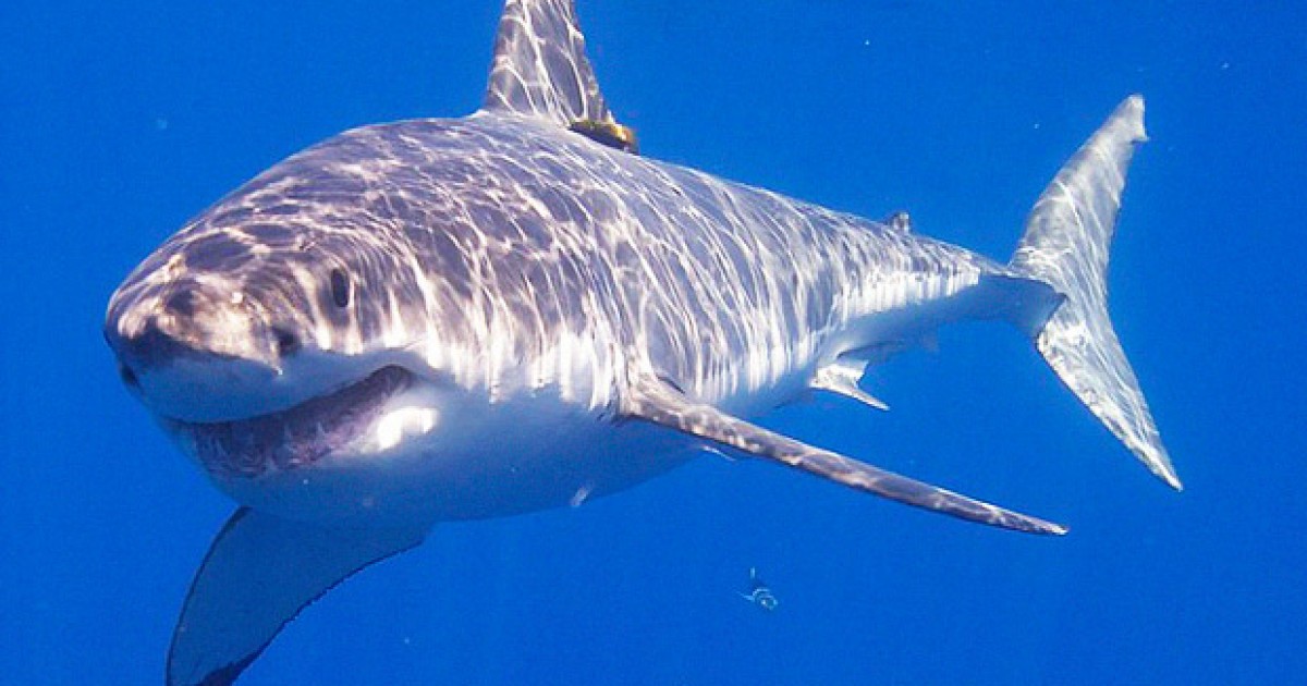 Большие и опасные: 5-ка самых крупных акул живущих в наше время