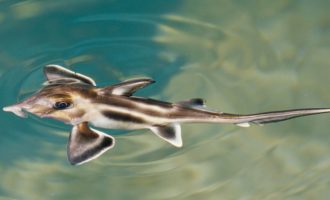 Каллоринхи: акула с лапами, которая скоро может выйти на сушу