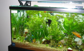 ТОП 6 аквариумных чистильщиков: поселите их в свой аквариум, и вы забудете о многих проблемах
