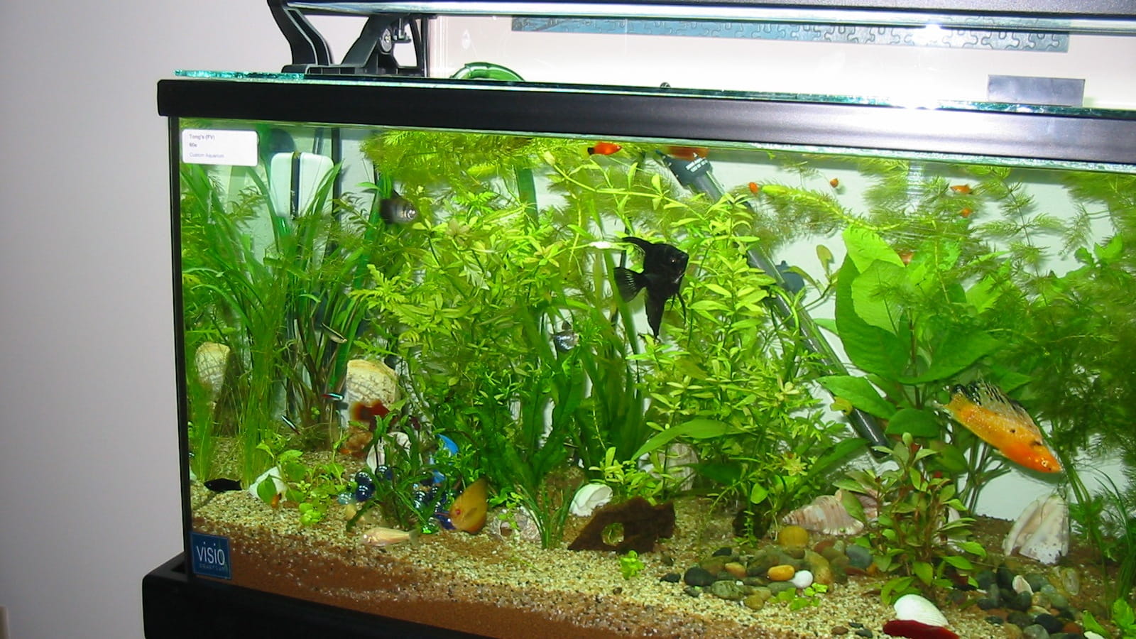 ТОП 6 аквариумных чистильщиков: поселите их в свой аквариум, и вы забудете о многих проблемах