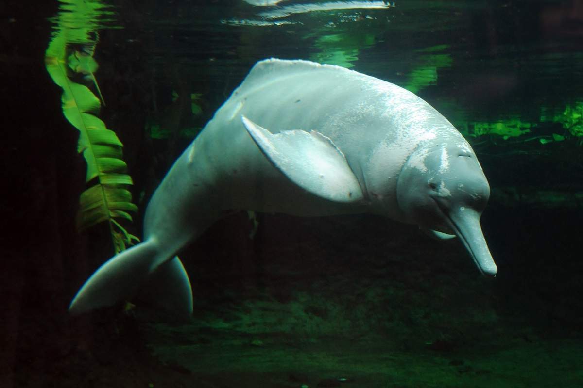 пресноводный дельфин реки Амазонка 