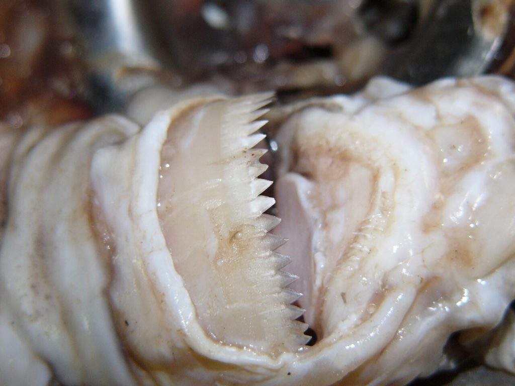 зубы акулы 
