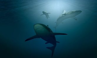 Есть ли акулы в Черном море: что надо знать планируя отпуск