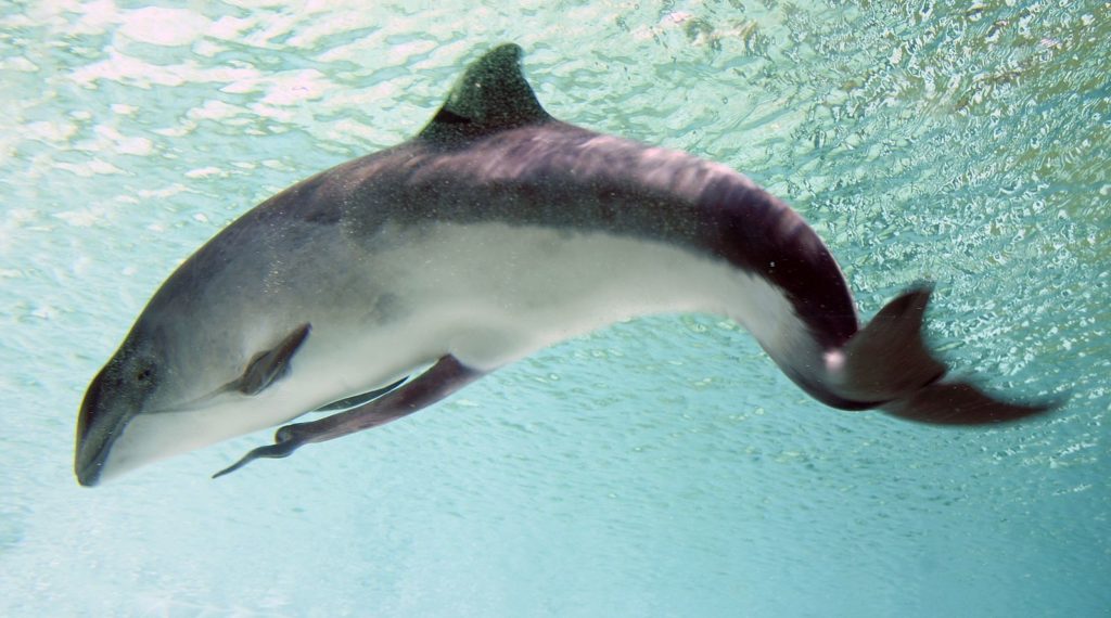 небольшой дельфин 