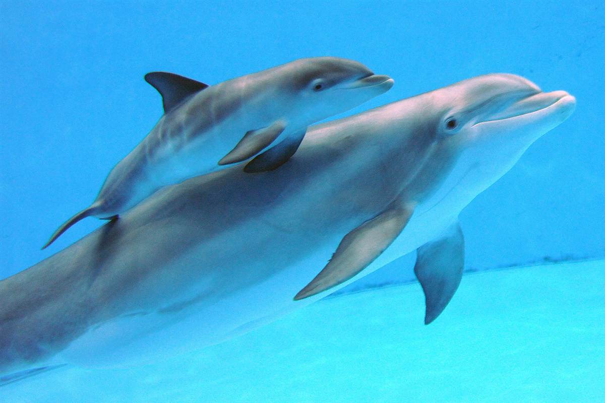 Какие дельфины водятся в Черном море и где именно их можно увидеть