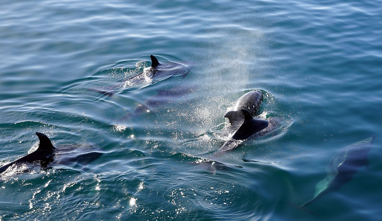 Насколько опасен дельфин в открытом море: вся правда для туристов