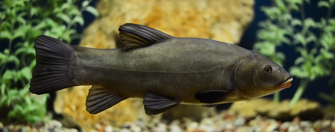 Необычные факты про рыбу линь: удивлены самые опытные рыболовы