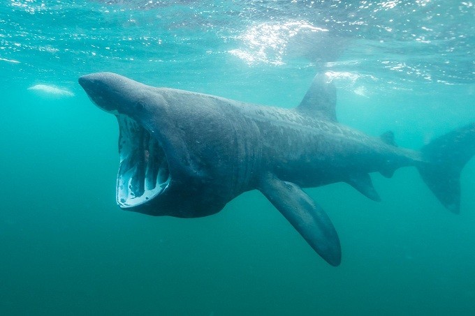 гигантская акула не хищная 